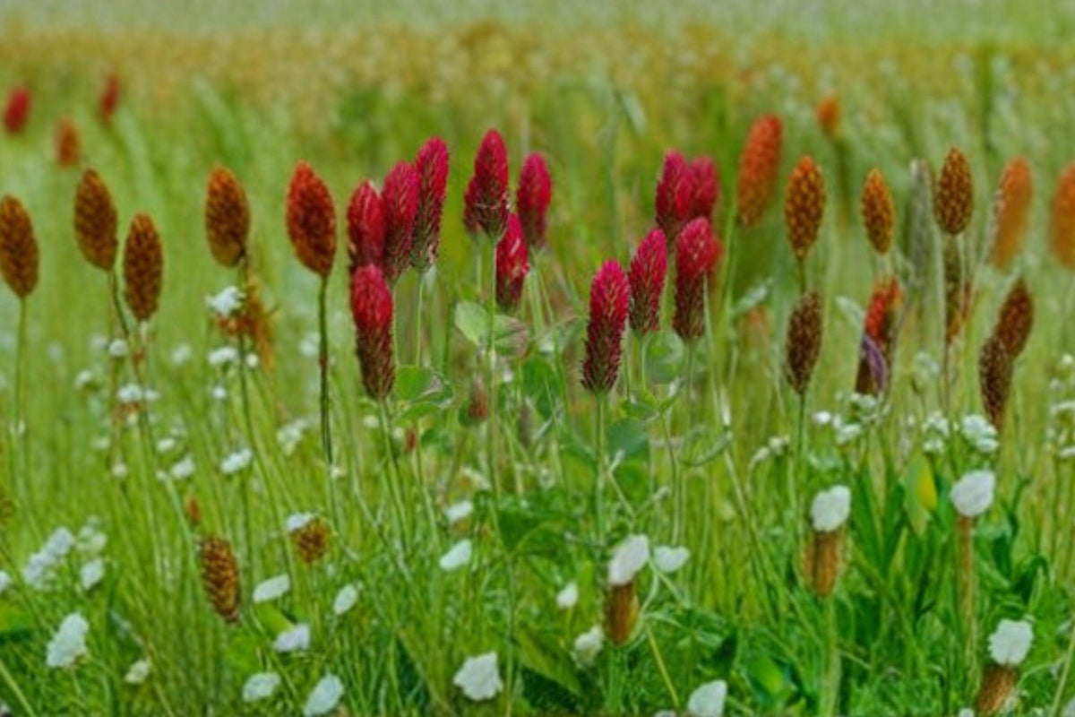 Crimson Clover Seeds, Trifolium incarnatum, Cover Crop, Pollinator Plant, Nitrogen Fixer, 100 Seeds