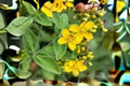 Dotted St. John’s Wort Seeds, Hypericum Punctatum, Native Wildflower, Perennial, Yellow Flowers, Pollinator Garden Seeds
