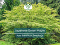 Japanese Maple Seedlings – Bare Root Momiji Small Leaf Variety for Bonsai & Landscaping – Acer palmatum