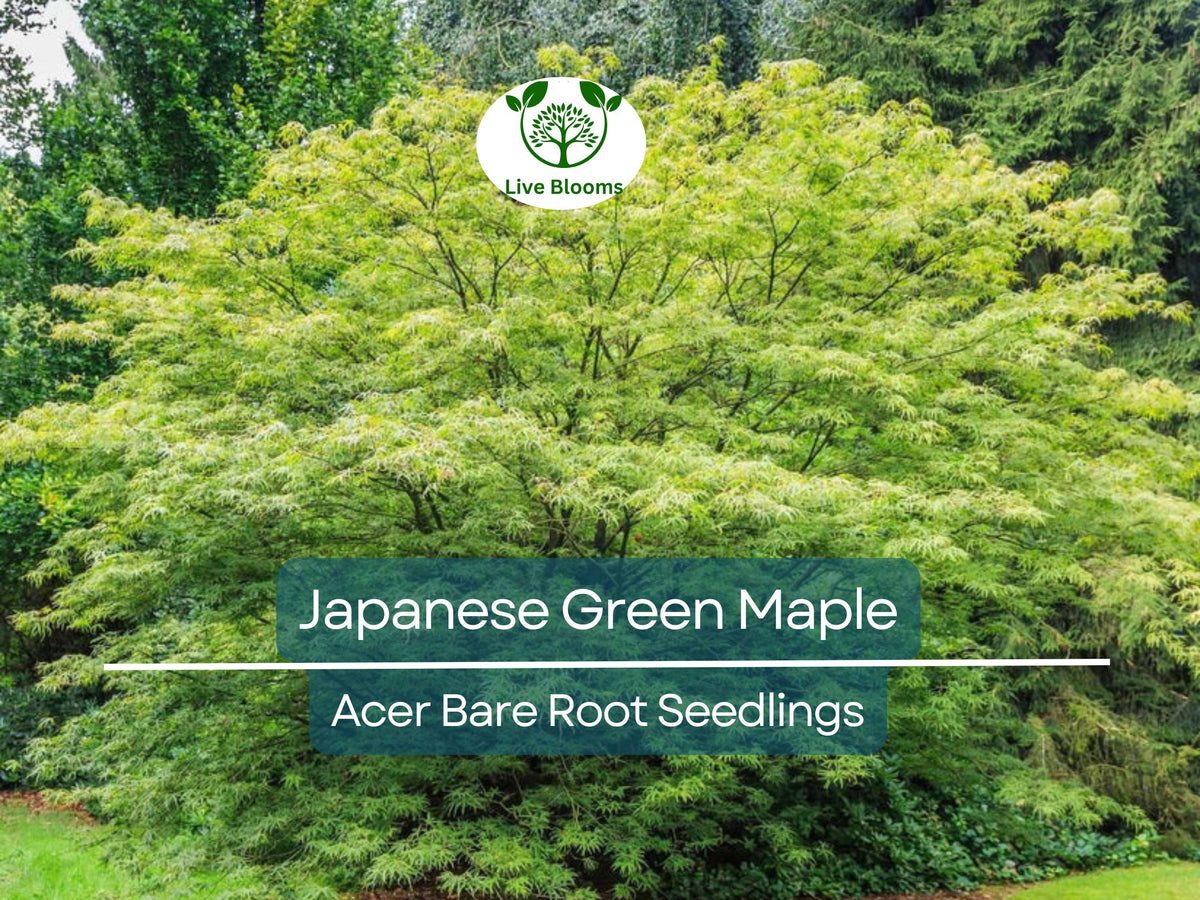Japanese Maple Seedlings – Bare Root Momiji Small Leaf Variety for Bonsai & Landscaping – Acer palmatum