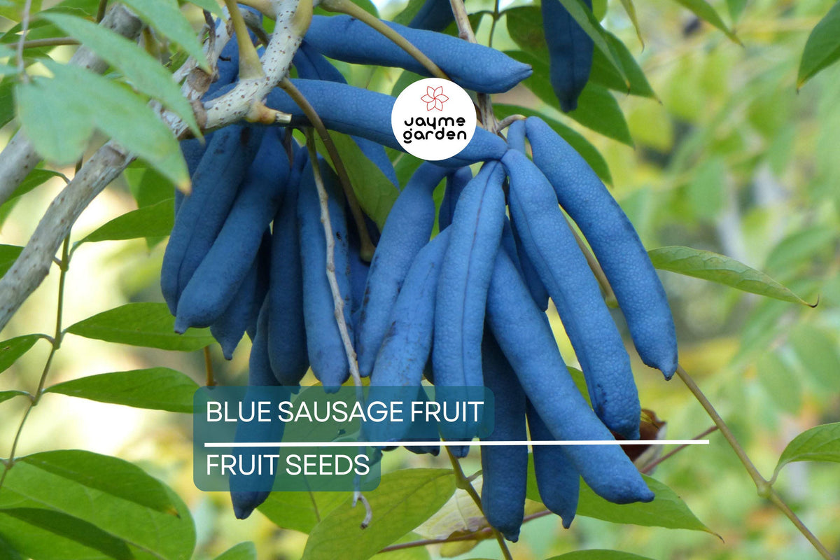 Blue Sausage Fruit Tree Seeds – Decaisnea fargesii, Ornamental Shrub with Blue Pods, Hardy in Zones 6-9, Fast Growing, Rare Fruit Seeds