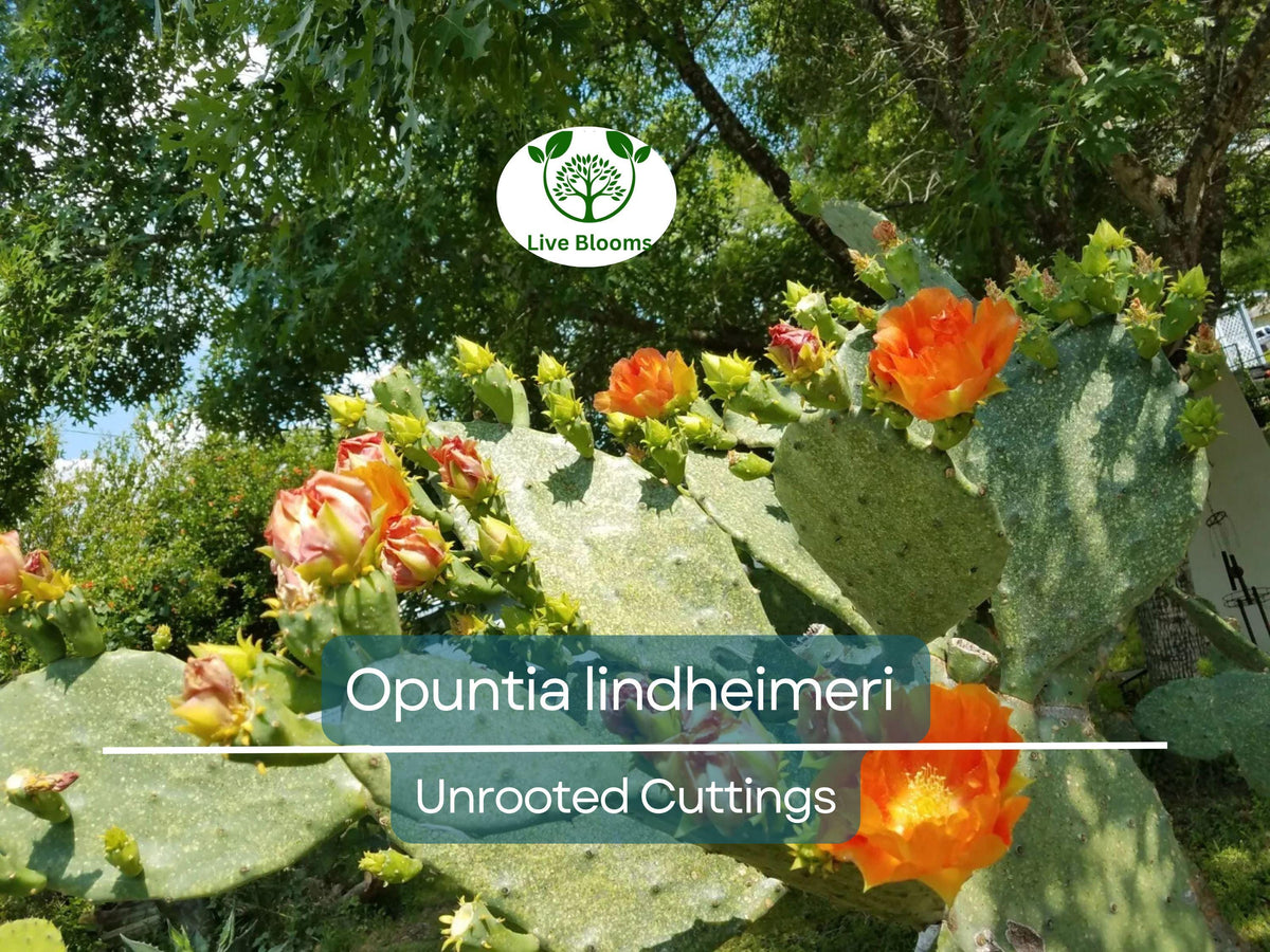West Texas Prickly Pear Cactus Pad Segment | Opuntia lindheimeri | Desert Succulent for Propagation & Xeriscape
