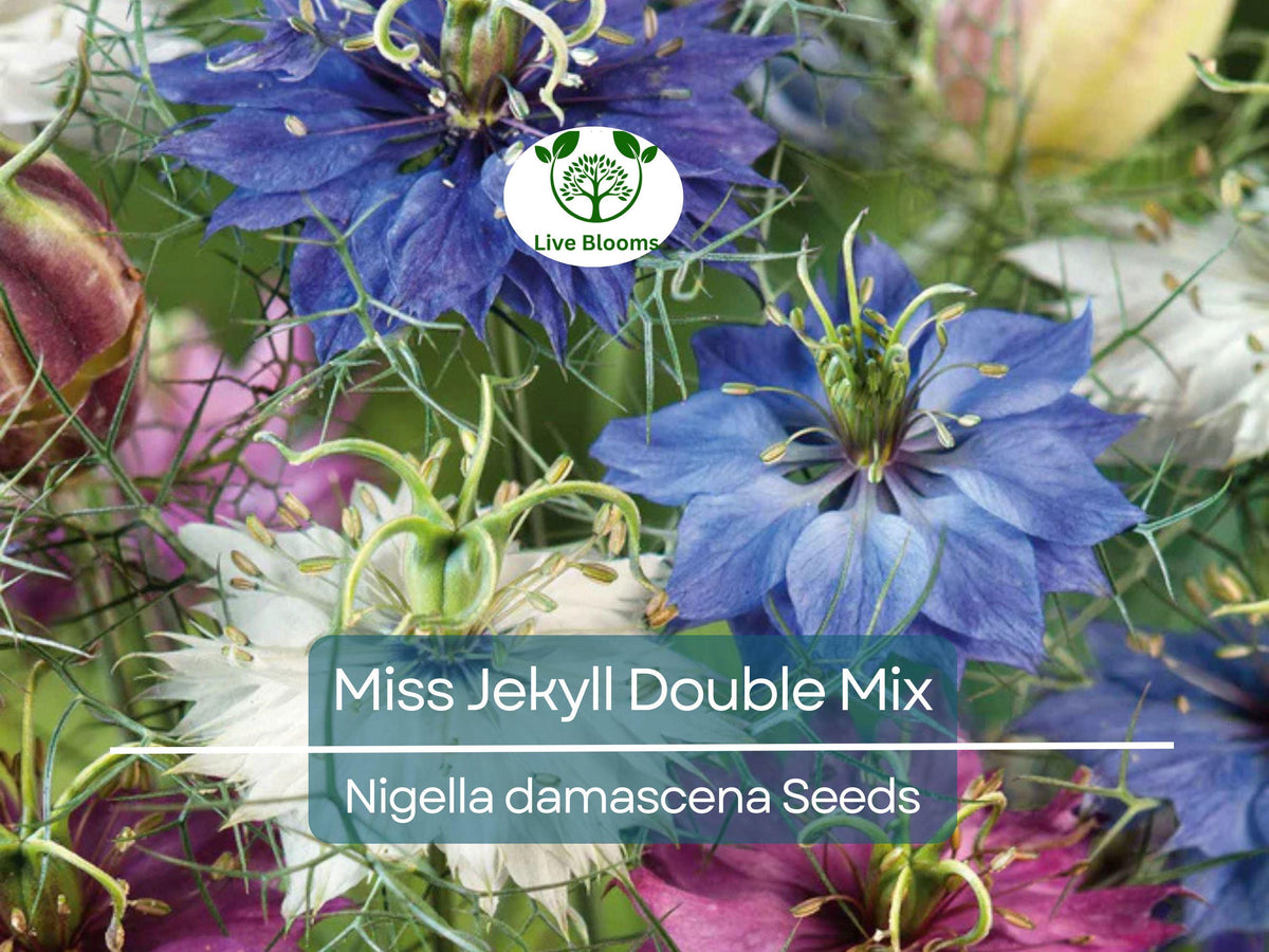 200 Love-in-a-Mist Seeds - Miss Jekyll Double Mix, Nigella damascena, Cottage Garden Flower, Pollinator Friendly, Non-GMO, Heirloom