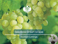 Green Seedless Grape Cutting 8" Vitis vinifera, Rooted Live Plant for Vineyard or Garden, Fruit Propagation, Easy to Grow