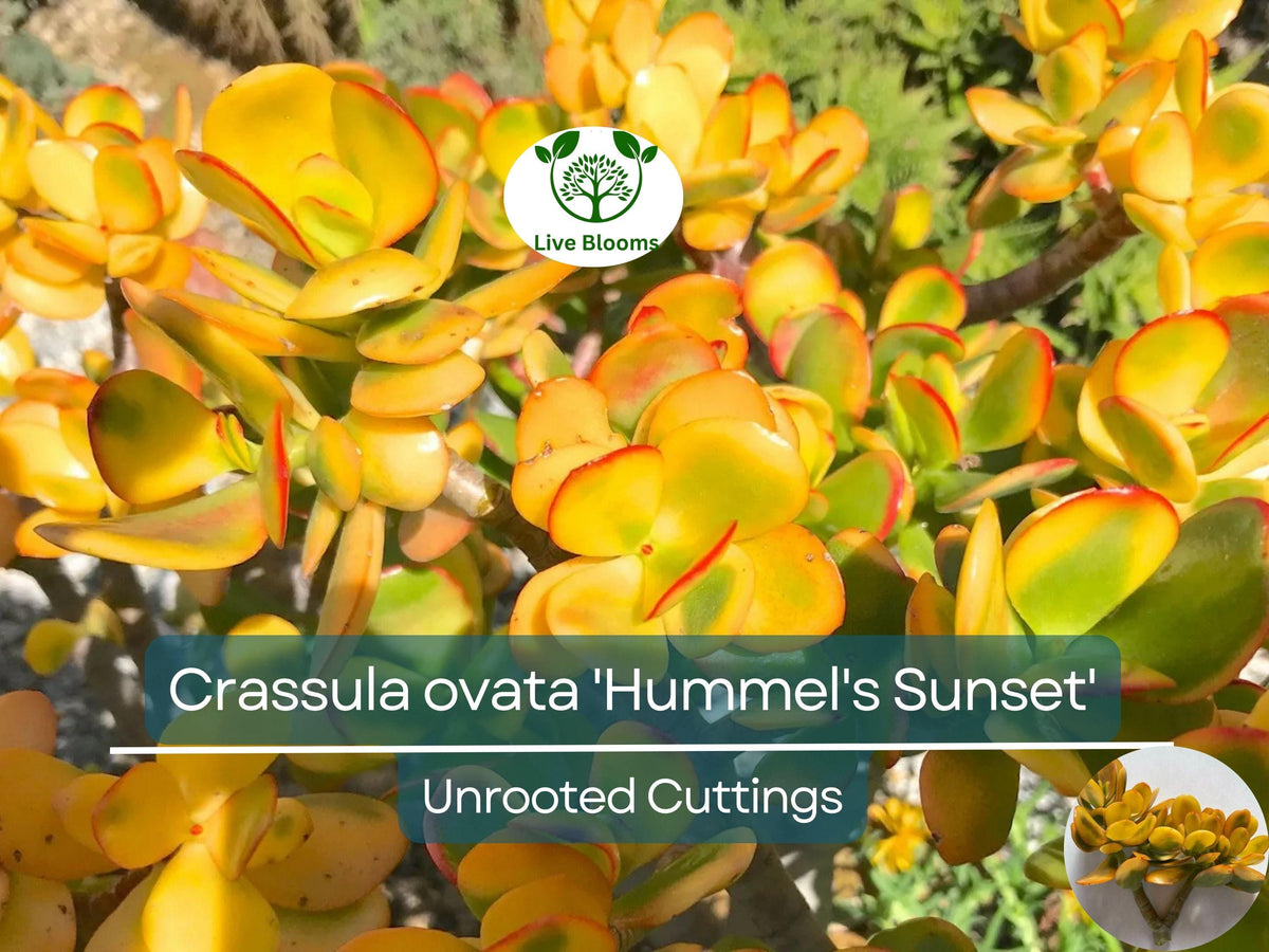 Unrooted Golden Jade Hummels Sunset Crassula Ovata Succulent Cutting – Rare Branched Propagation Plant