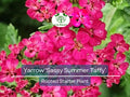 Yarrow Live Plant Achillea Millefolium Perennial Flower for Pollinators, Bees & Butterflies, Drought-Tolerant, Bare Root Starter