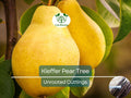8 Kieffer Pear Scion Wood Cuttings – 10-12 Inches, Pyrus calleryana, Hardy Fruit Tree for Grafting & Propagation