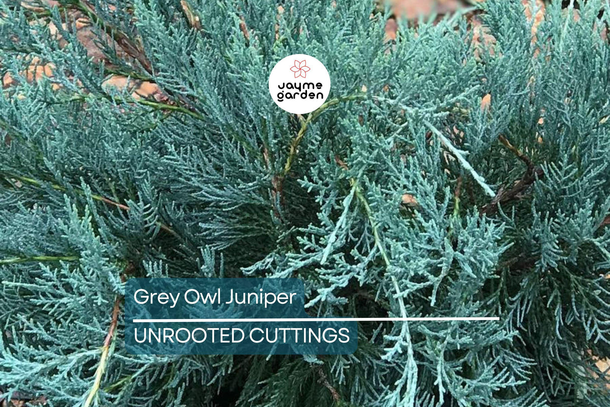 10 Fresh Grey Owl Spreading Juniper Cuttings – Silvery Grey Evergreen Shrub, Drought Tolerant, Juniper Propagation, Low Maintenance
