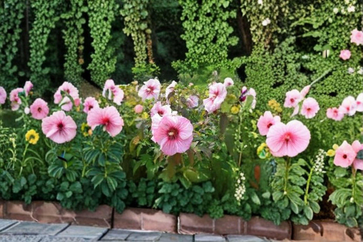 Hibiscus moscheutos Seeds – Swamp Rose Mallow Native Perennial for Wetlands, Pollinator Gardens, 30 Seeds