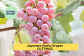 Organic Koshu Grape Cuttings – 5 Unrooted Hardwood Vines for Grafting, Rare Japanese White Wine Grape, Vitis vinifera 'Koshu'