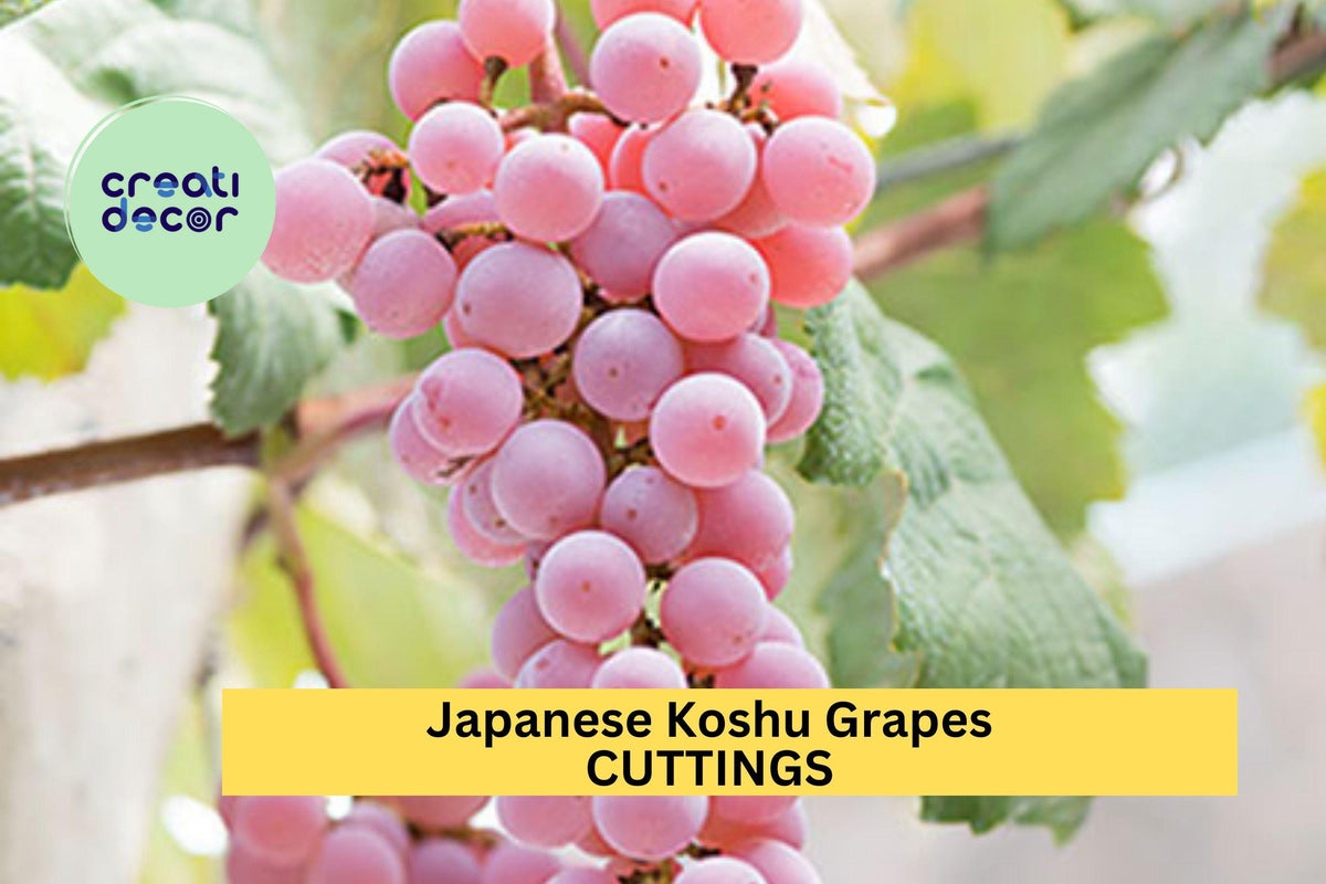 Organic Koshu Grape Cuttings – 5 Unrooted Hardwood Vines for Grafting, Rare Japanese White Wine Grape, Vitis vinifera 'Koshu'