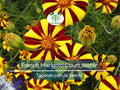 100 Seeds French Marigold Court Jester Harlequin - Tall, Vibrant Multi-Color Blooms, Beneficial Pollinator Plant, Non-GMO, Garden & Landscape Flowers