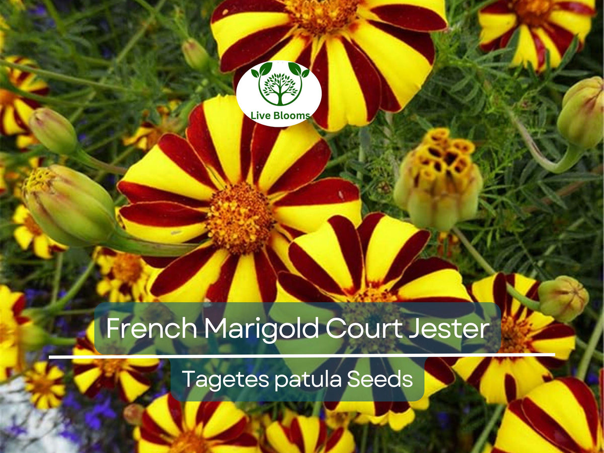 100 Seeds French Marigold Court Jester Harlequin - Tall, Vibrant Multi-Color Blooms, Beneficial Pollinator Plant, Non-GMO, Garden & Landscape Flowers