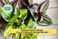20 Rooted Houseplant Cuttings – Pothos & Wandering Jew Vines for Indoor Pots, Hanging Baskets, Terrariums, Epipremnum aureum & Tradescantia