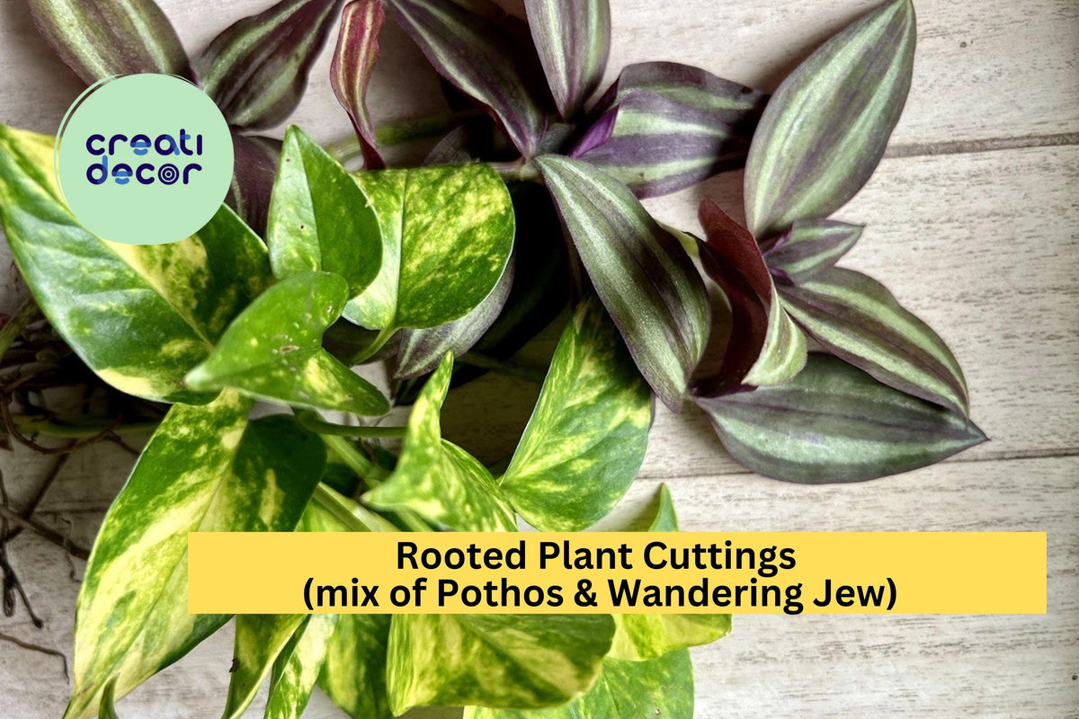 20 Rooted Houseplant Cuttings – Pothos & Wandering Jew Vines for Indoor Pots, Hanging Baskets, Terrariums, Epipremnum aureum & Tradescantia