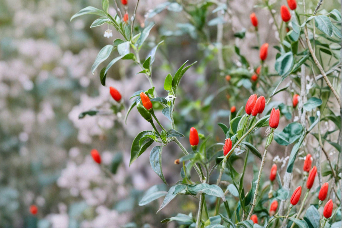 Chile Piquín Hot Pepper Seeds – Small, Very Hot, Wild-Type Mexican Chili, Capsicum annuum, 30 Seeds