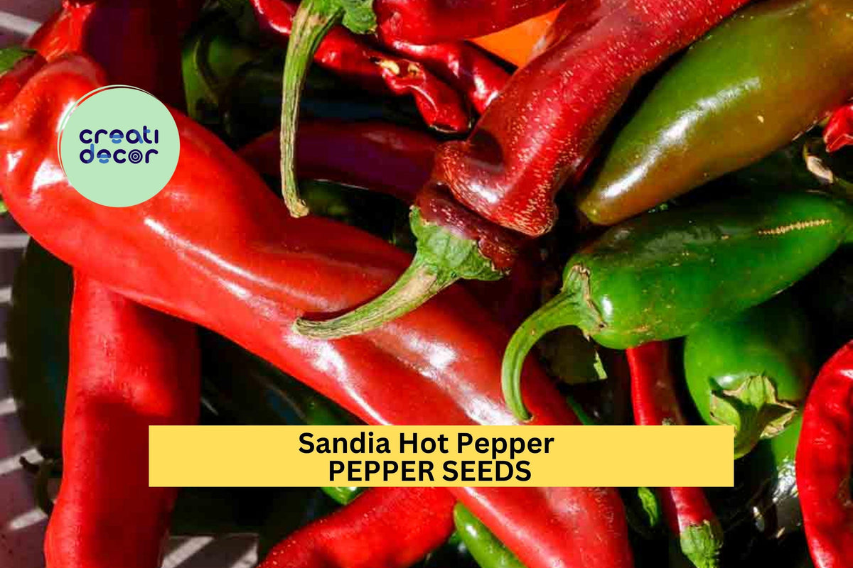 3 Pack Sandia Hot Pepper Seeds – Mild to Medium Heat Capsicum annuum for Roasting, Salsa & Southwestern Cuisine