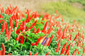 Thai Capsicum frutescens Hot Pepper Seeds – Compact, Very Hot, Asian Chili for Cooking & Containers