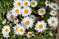 Shasta Daisy Seeds – Leucanthemum × superbum – White Perennial Flower for Garden, Borders, Pollinator Attractant