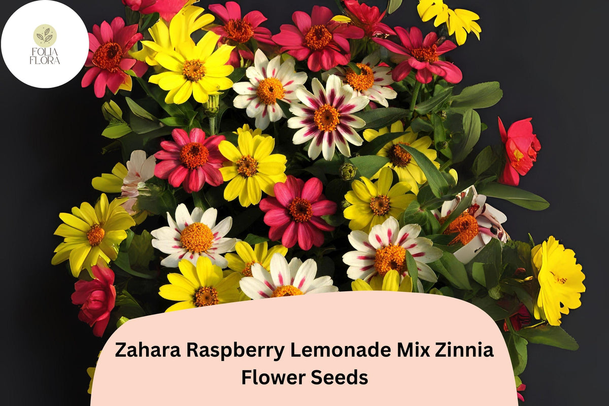 100+ Zahara Raspberry Lemonade Mix Zinnia Seeds – Compact Non-GMO Annual Flowers for Garden & Containers, Butterfly & Pollinator Attracting