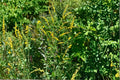 Elmleaf Goldenrod Seeds – Native Perennial Wildflower, Late-Season Yellow Blooms, Solidago ulmifolia, Ecological Garden Plant