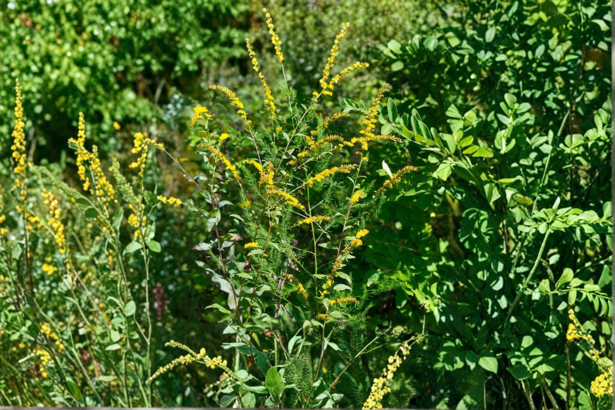 Elmleaf Goldenrod Seeds – Native Perennial Wildflower, Late-Season Yellow Blooms, Solidago ulmifolia, Ecological Garden Plant