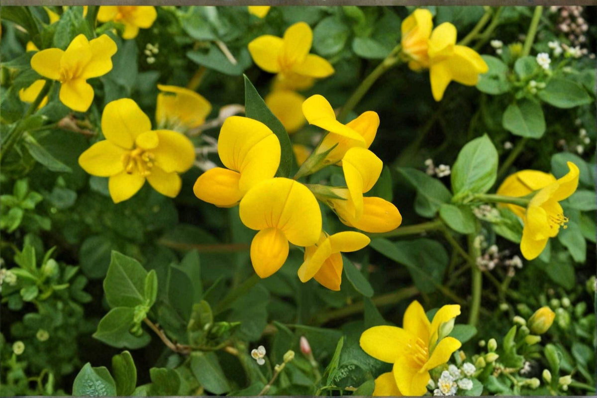 Birds Foot Trefoil Seeds – Lotus corniculatus – Perennial Legume for Forage, Groundcover & Pollinator Plants