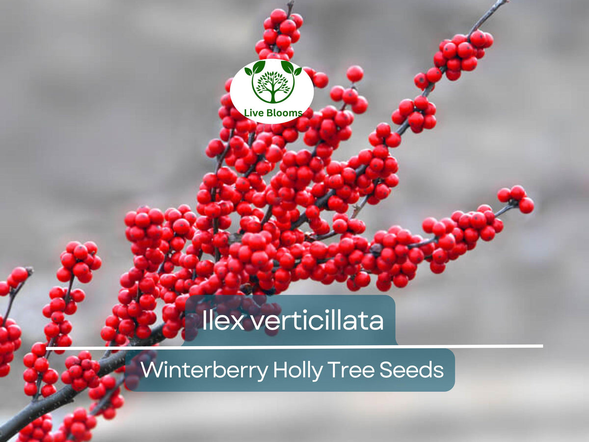 250 mg Ilex verticillata Winterberry Holly Seeds for Ornamental Gardens, Wildlife & Landscaping