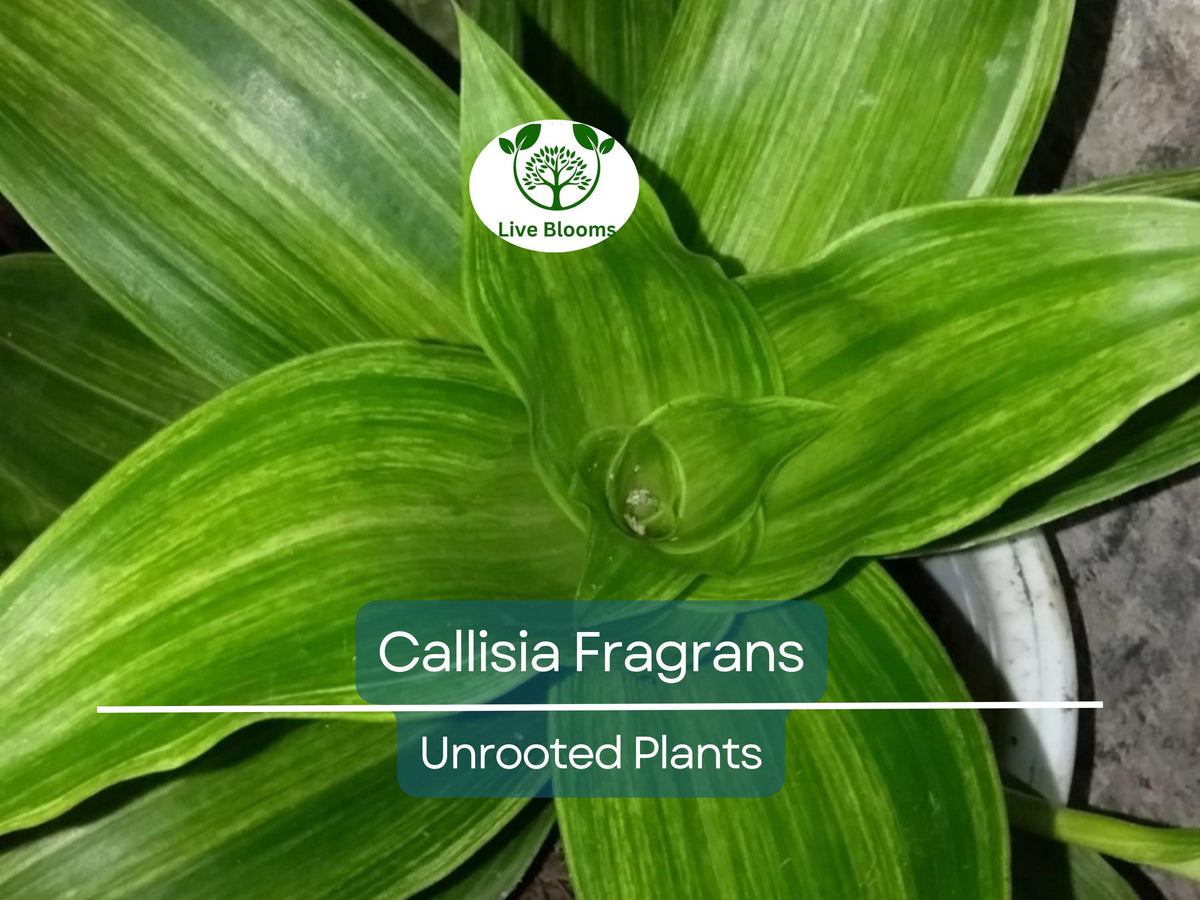 Unrooted Callisia Fragrans Houseplant, Variegated Foliage, Easy Care Indoor Ginseng, Air-Purifying Plant, Propagation Ready