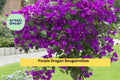 Purple Dragon Bougainvillea Live Rooted Starter Plug Plant – Tropical Flowering Vine for Trellis, Fence, Container Garden