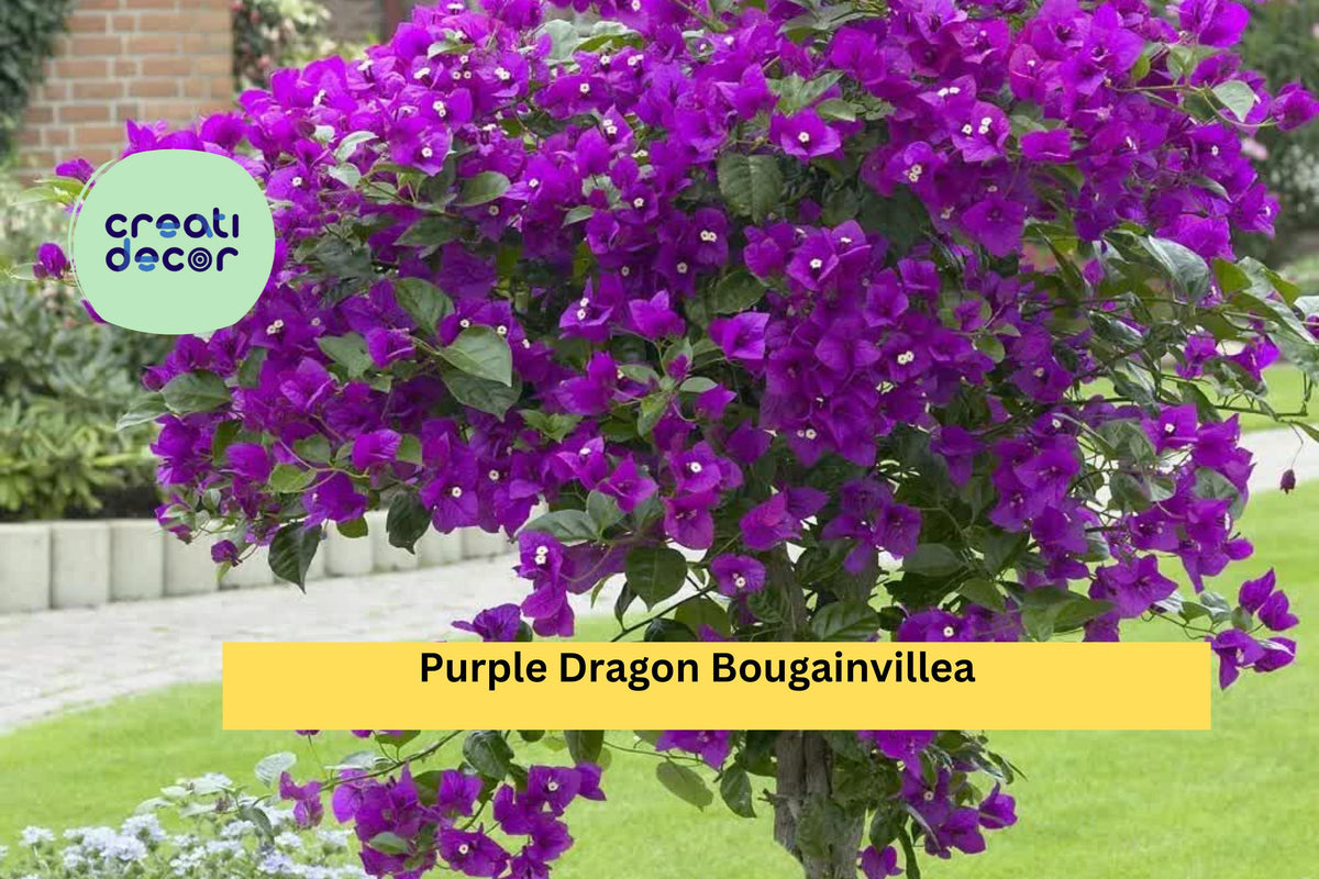 Purple Dragon Bougainvillea Live Rooted Starter Plug Plant – Tropical Flowering Vine for Trellis, Fence, Container Garden