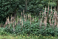 Giant Lousewort Seeds – Pedicularis procera Native Wildflower, Perennial, Yellow Blooms, 100 Seeds