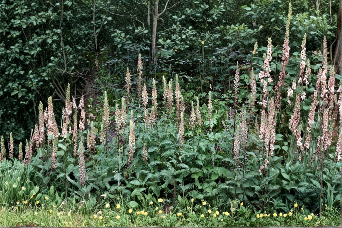 Giant Lousewort Seeds – Pedicularis procera Native Wildflower, Perennial, Yellow Blooms, 100 Seeds