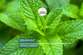 2500 Spearmint Seeds Mentha spicata Non-GMO Herb for Tea, Culinary & Medicinal Use, Container Friendly