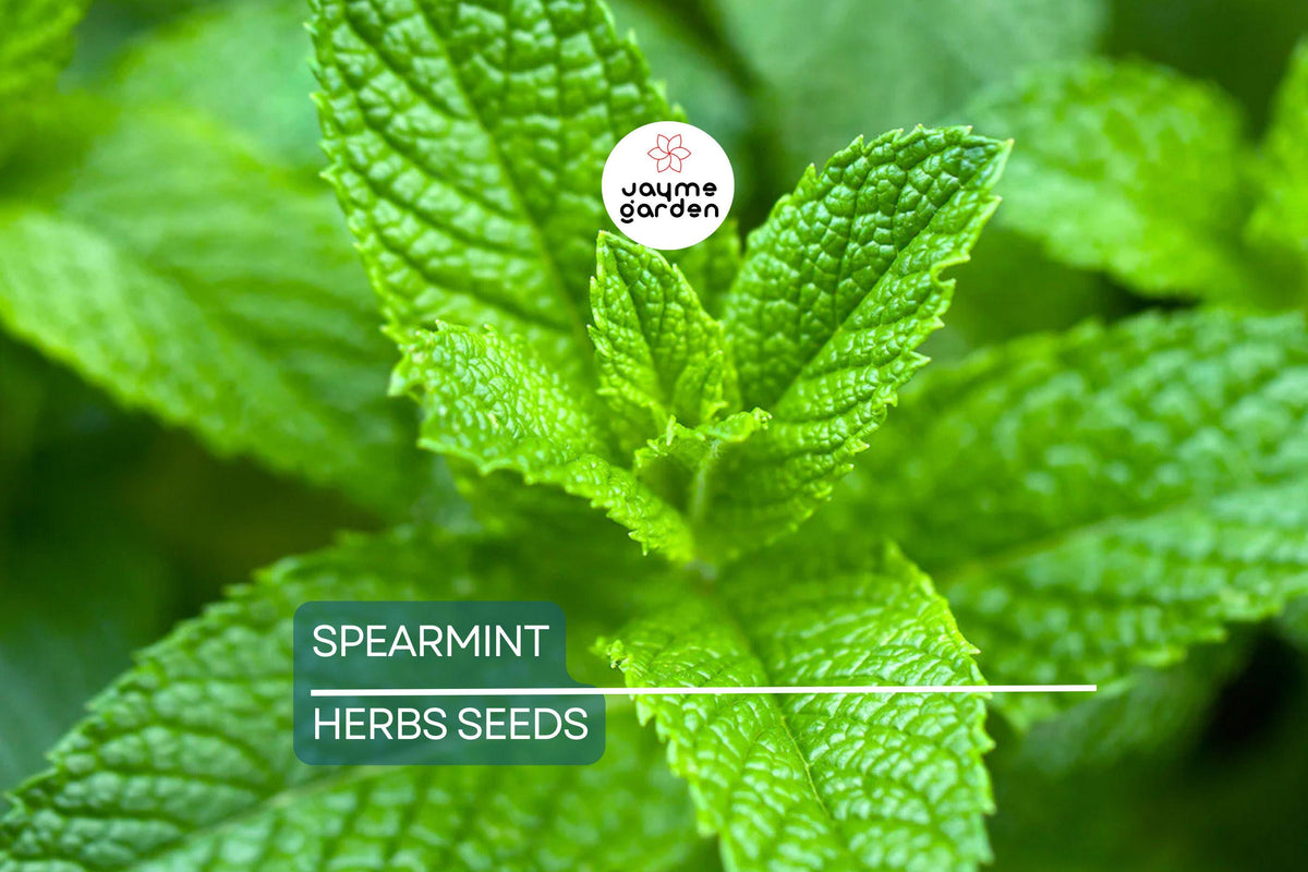 2500 Spearmint Seeds Mentha spicata Non-GMO Herb for Tea, Culinary & Medicinal Use, Container Friendly