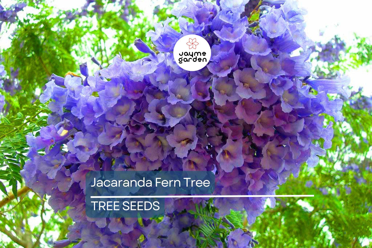 Jacaranda Fern Tree Seeds – Blue Flowers, Fast-Growing Tropical Tree, Jacaranda mimosifolia, Ornamental Shade Tree, Exotic Flowering Seeds
