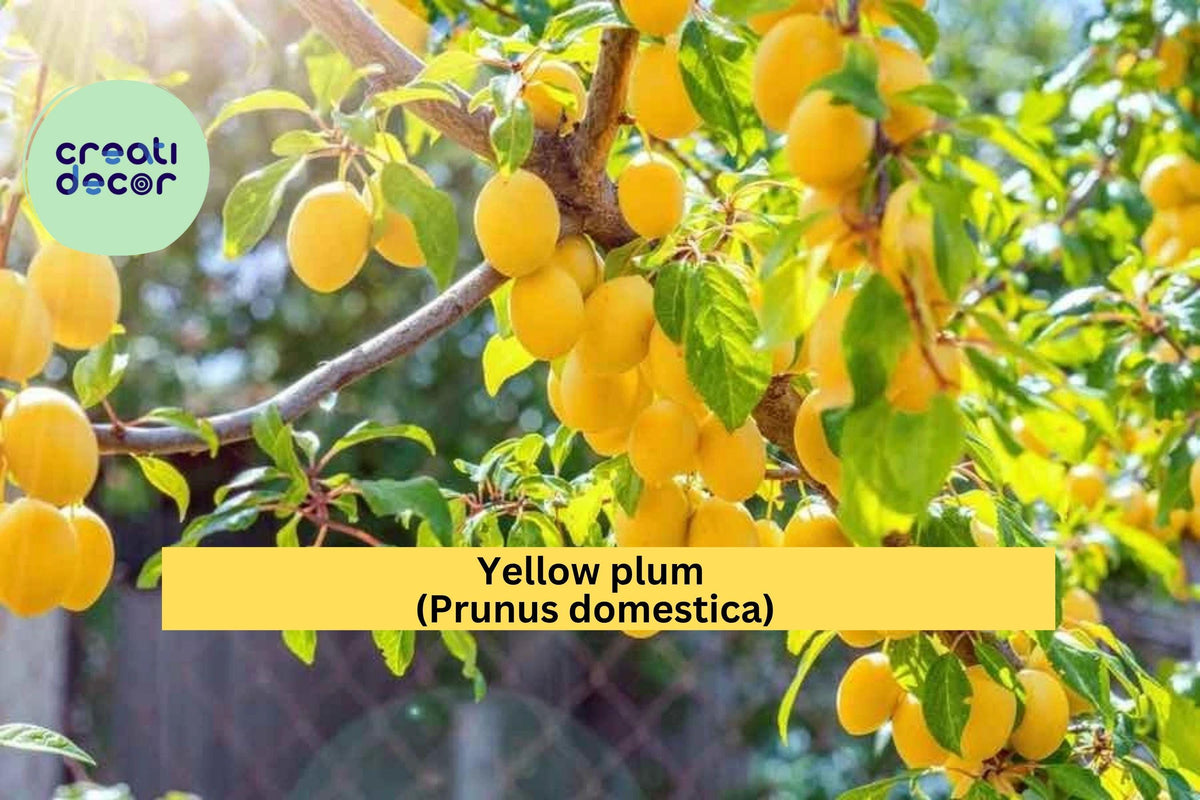 Yellow Plum Tree – Live Rooted Fruit Tree, Prunus domestica, Yellow Variety, Hardy for Zones 5–9, Sweet Golden Plums