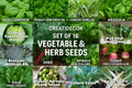 Set of 16 Vegetable & Herb Seeds – Garden Starter Pack with Basil, Arugula, Kale, Broccoli, Cilantro, Okra, Spinach and More – USA