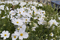 Cosmos Purity Seeds | White Annual Flower | Easy to Grow, Butterfly & Bee Friendly | Cosmos bipinnatus