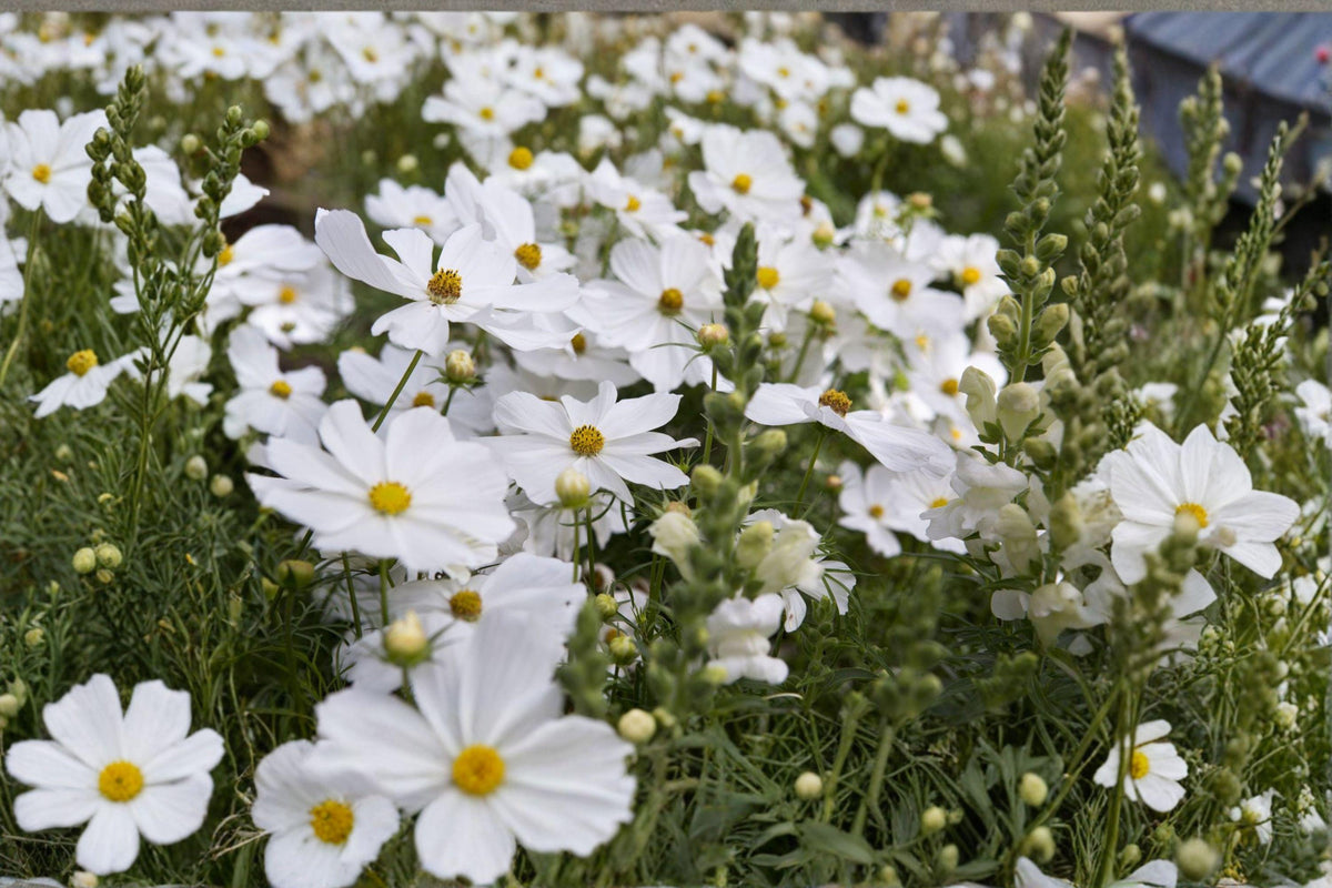 Cosmos Purity Seeds | White Annual Flower | Easy to Grow, Butterfly & Bee Friendly | Cosmos bipinnatus
