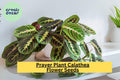 25+ Prayer Calathea Seeds | Exotic Tropical Houseplant with Unique Foliage | Calathea spp. for Indoor & Shaded Gardens