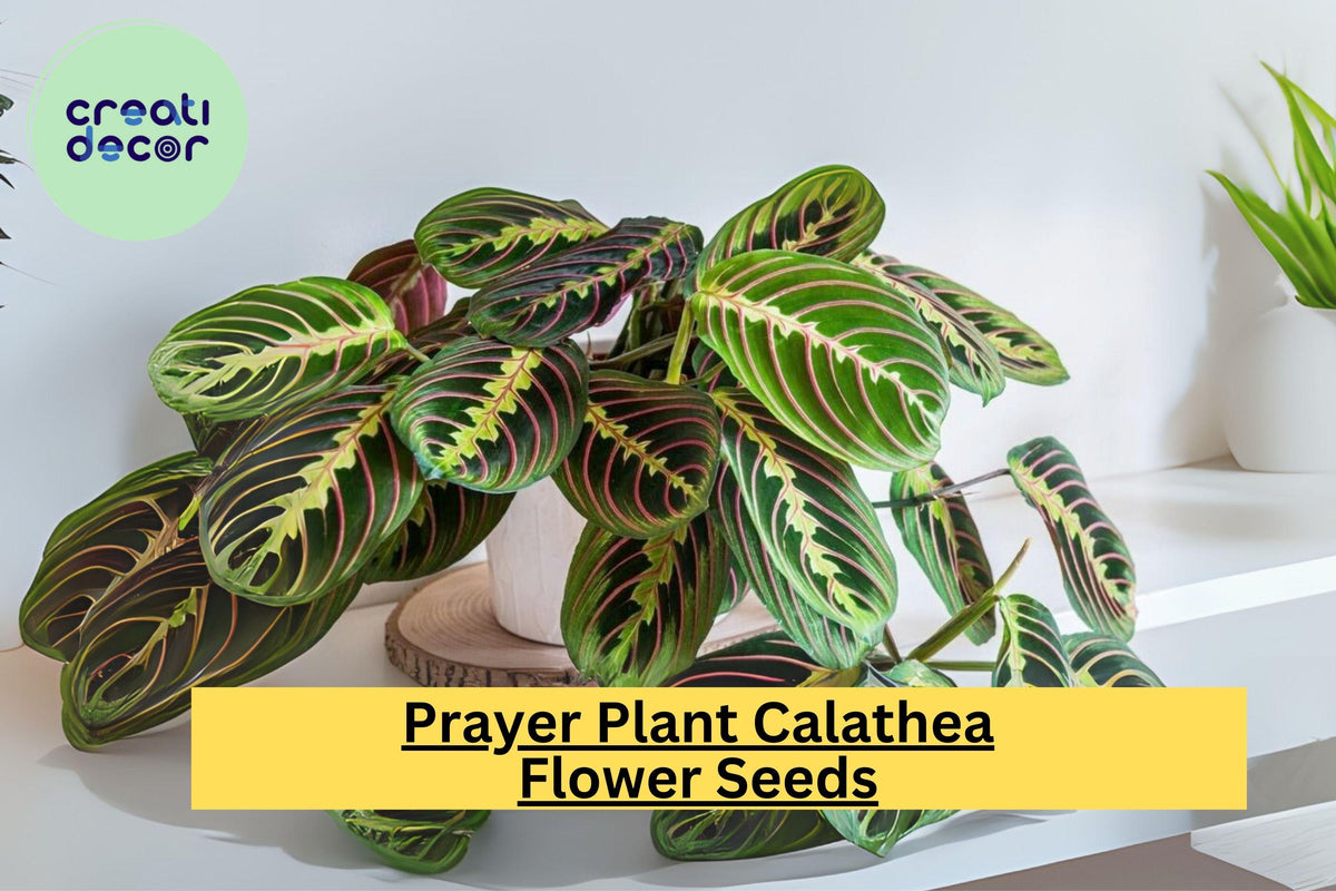 25+ Prayer Calathea Seeds | Exotic Tropical Houseplant with Unique Foliage | Calathea spp. for Indoor & Shaded Gardens