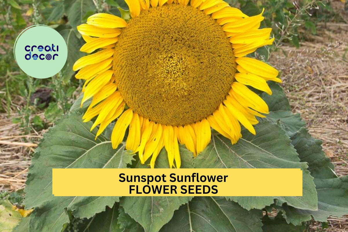 Sunspot Sunflower Seeds 3 Pack | Dwarf Helianthus annuus 'Sunspot' Bright Yellow Blooms for Containers & Gardens