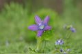 Venus Looking Glass Seeds – Triodanis perfoliata Native Annual Wildflower for Pollinators – 1000 Seeds