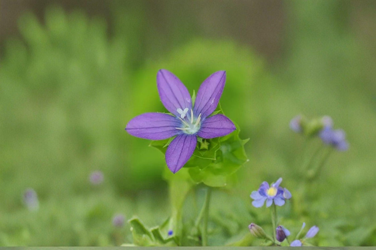 Venus Looking Glass Seeds – Triodanis perfoliata Native Annual Wildflower for Pollinators – 1000 Seeds