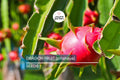 25 Seeds White Dragon Fruit Plant | Pitahaya (Hylocereus Undatus) Edible Cactus for Indoor & Outdoor Gardens