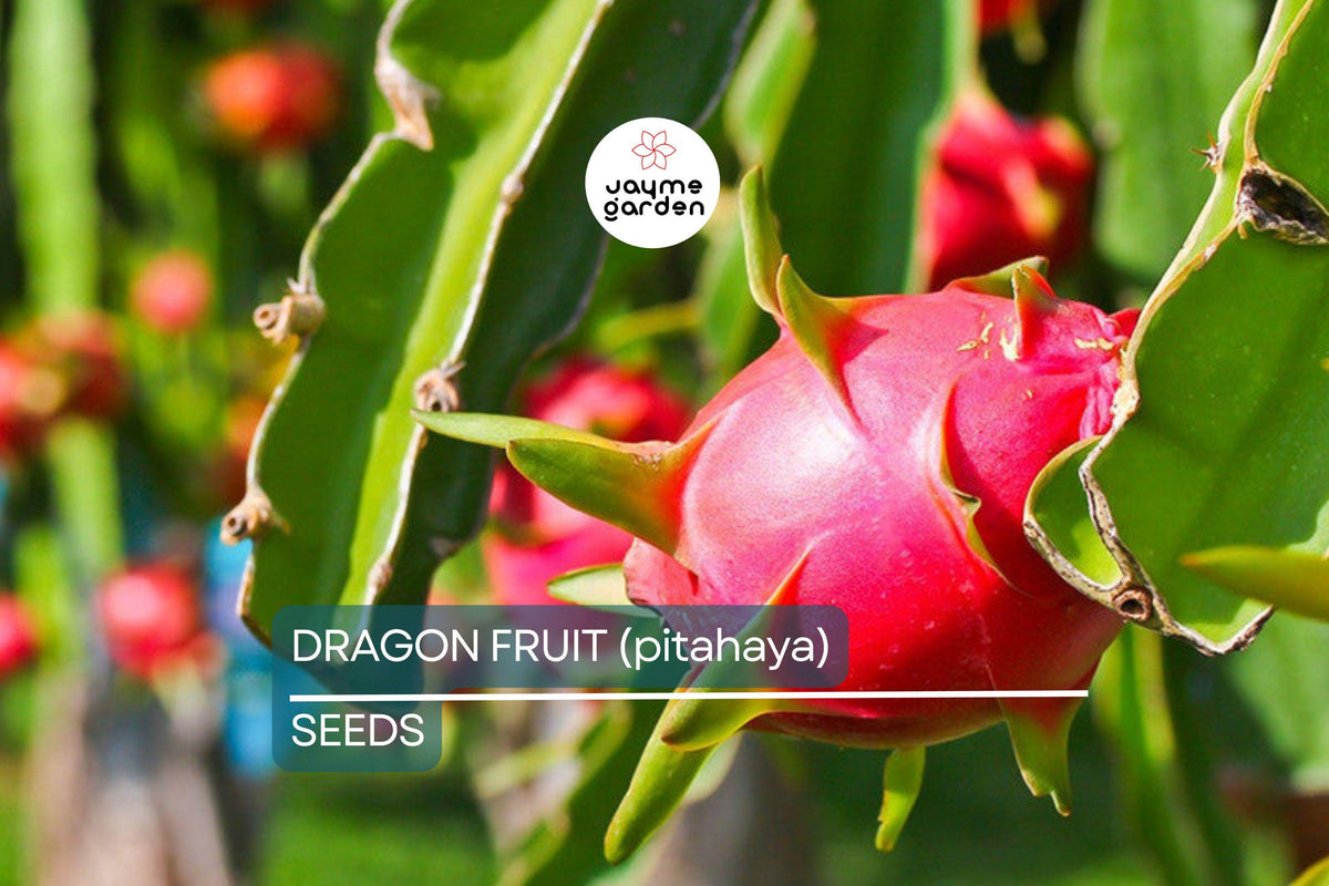 25 Seeds White Dragon Fruit Plant | Pitahaya (Hylocereus Undatus) Edible Cactus for Indoor & Outdoor Gardens
