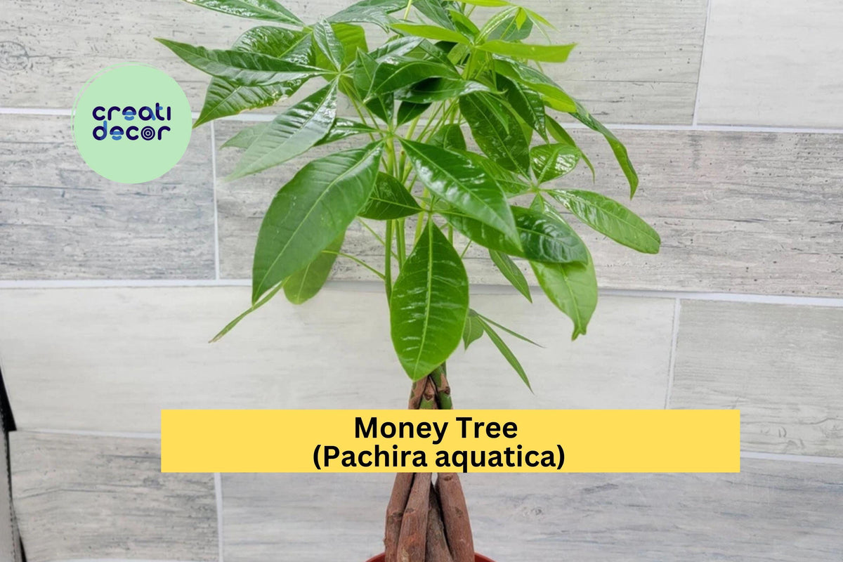 Money Tree Plant | Live Pachira aquatica Indoor Houseplant with Braided Trunk, Green Foliage for Home & Office Decor