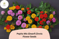 100+ Pepito Mix Zinnia Seeds – Dwarf Zinnia elegans for Borders, Pots & Containers, Bright Summer Colors, Pollinator-Friendly, Easy Annual