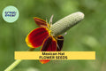 3 Pack Mexican Hat Seeds – Vibrant Red-Yellow Wildflowers for Pollinator Gardens & Prairie Planting – Ratibida columnifera